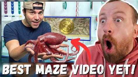 laberinto de pela|Octopus vs Underwater Maze .